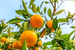 Image Orange grove