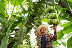 Image A Brazilian farmer.