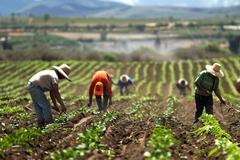 Image A farm.