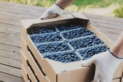 Image blue berry packaging crate
