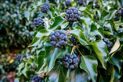 Image Juniper berries.