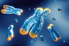 Image DNA telomeres
