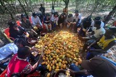 Image a group of farmers circled around cacao fruits