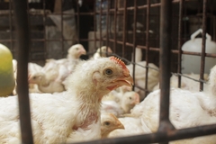 Image A caged hen.