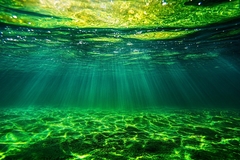 Green ocean phytoplankton