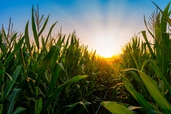 Corn growing in the field as the sun rises.