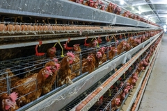 Image Hens in a factory farm.
