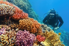 Image diver exploring coral reef in sea