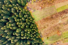Aerial view of mountain pine forest with bare deforestation area of ??cut down trees.