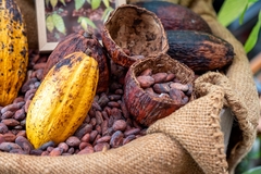 Image Cocoa pods.