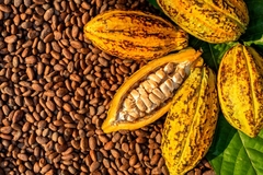 Image Cocoa beans and a cocoa shell.