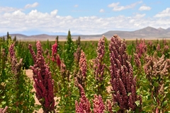 Image quinoa crops in the field