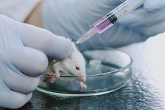 scientist wearing gloves injects something into lab rat