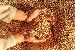 Person with hands in soybeans.