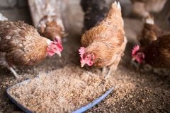 Chickens eating.
