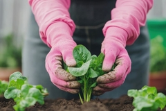 Image Gardening action hands planting spinach in soil home garden outdoor setting close-up