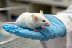 Image mouse in lab being tested for cosmetics