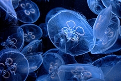 jellyfish floating in sea