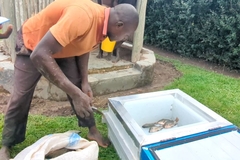 Image A man placing fish in a cold box.