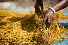 Image farmer hands on rice crops