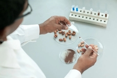 Image a scientist's hand testing cocoa beans in the lab