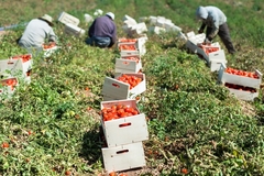 Image A tomato farm.