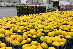 Image Mangoes in storage.