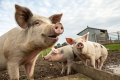 Image three pigs in mud
