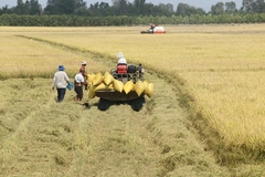 Image rice fields with farmers carrying sacks in a tractor