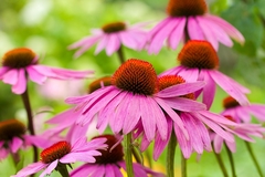 Image Echinacea flowers