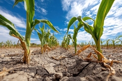 Image Corn growing on cracked dry soil