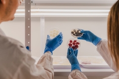 Image Two scientists look at bacteria growin in petri dishes.