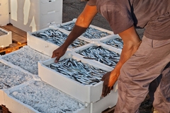 A fisher catching anchovies.