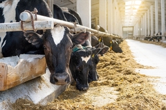 Image Cows eating feed.