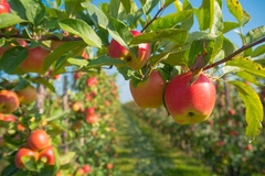 Image Apples.