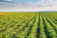Image Lush green agricultural field with rows of crops under a clear sky