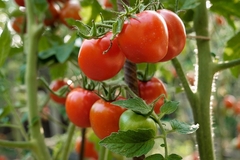Image ripe red tomatoes on plant