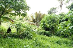 Image Lush agroforest in Fiji