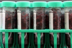 Image Micro fermentation.