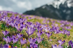 Image field of purple crocus flowers in mountainside