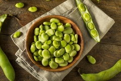 Raw organic fresh fava beans.