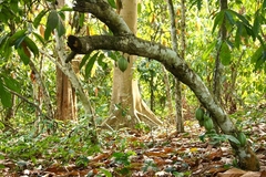 Image cocoa trees