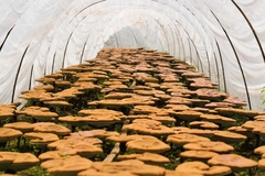 Mushrooms growing under cover.