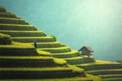 Rice farming in Japan.
