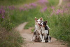 Image Two cute dogs running in a field.