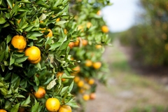 Image Oranges growing on a tree.