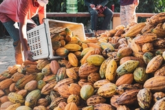 Image cocoa farmers harvesting cocoa