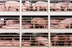 Image Mega farming.