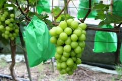 Image A bunch of grapes on a vine