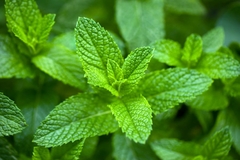 Image peppermint closeup